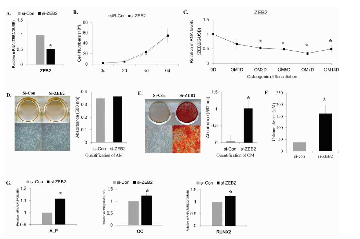 ZEB2 siRNA에 의한 지방줄기세포의 골분화 증가효과