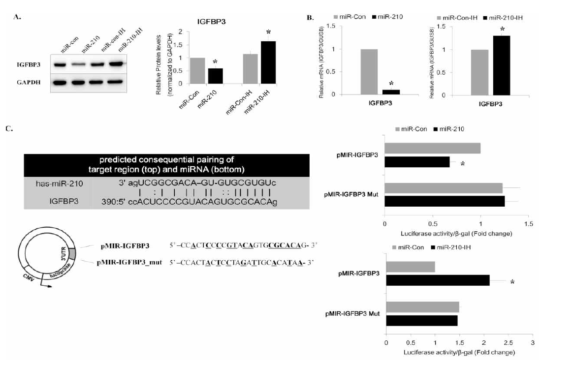 miR-210이 IGFBP3 3