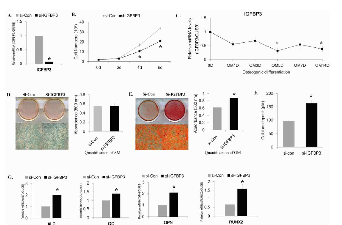 IGFBP3 siRNA에 의한 지방줄기세포의 증식 억제 및 골분화 증가효과