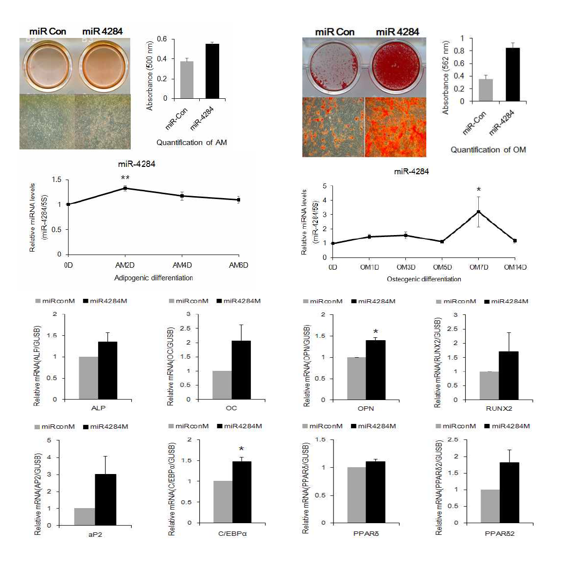 miR-4284 과발현에 의한 분화 조절 및 분화 marker의 발현 변화