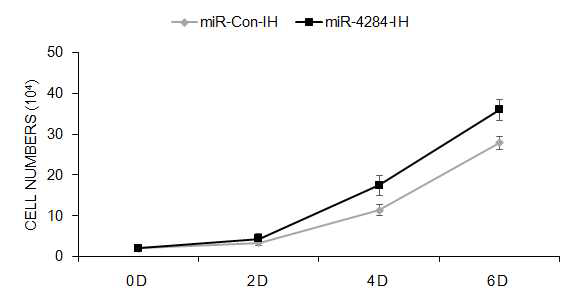 miR-4284 억제에 의한 지방 줄기세포의 증식 양상