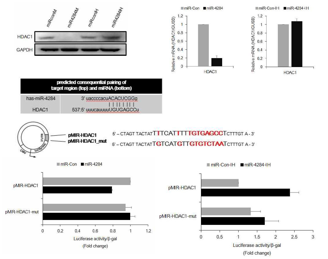 miR-4284가 HDAC1 3