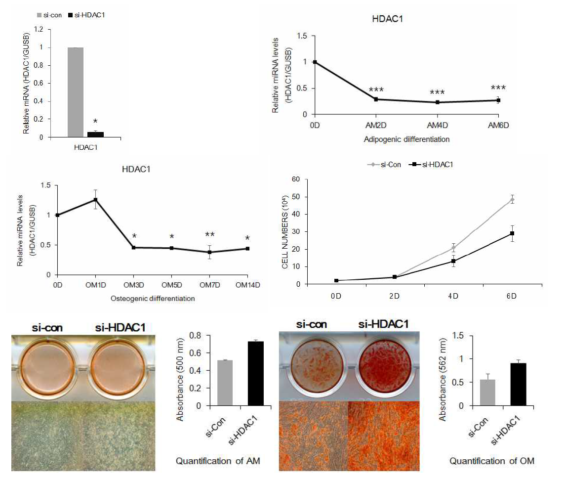 HDAC1 siRNA에 의한 지방 줄기세포의 증식과 지방 및 골 분화 양상
