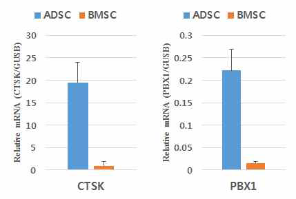 hADSC에서 CTSK와 PBX1의 발현 확인