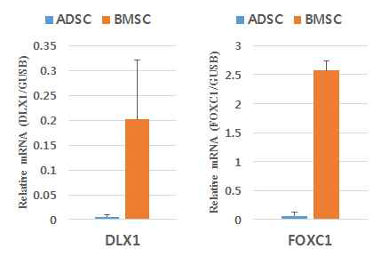 hBMSC에서 DLX1과 FOXC1의 발현 확인
