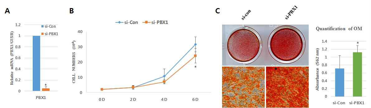 hADSC에서 PBX1의 발현억제에 의한 증식 및 골분화 조절 확인