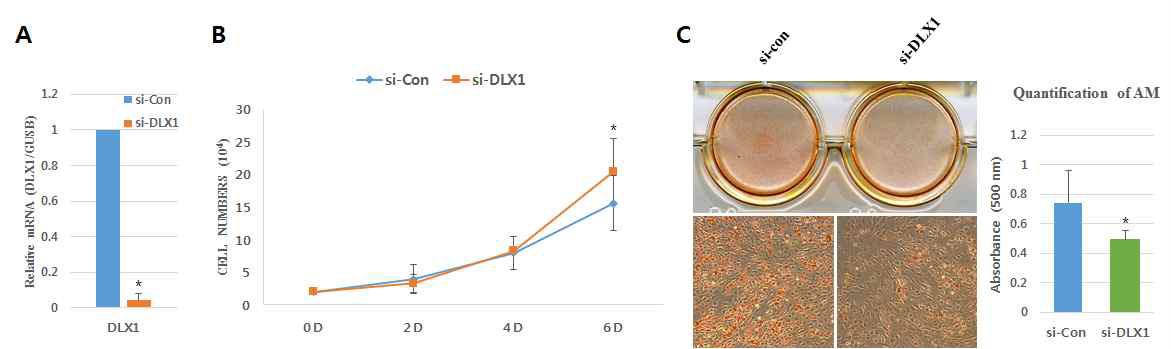 hBMSC에서 DLX1의 발현억제에 의한 증식 및 지방분화 조절 확인