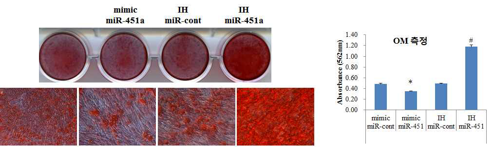 miR-451a 과발현 및 억제시 골분화에 미치는 영향