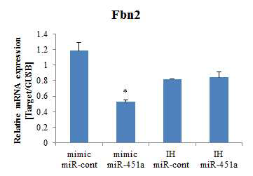 miR-451a 과발현 및 억제에 의한 Fbn2의 발현 양상