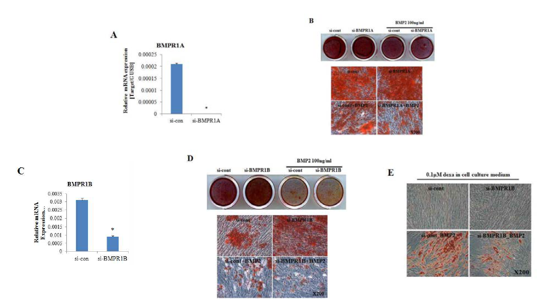 BMP2에 의한 hADSC의 지방분화에 BMPR1A와 BMPR1B의 역할 분석
