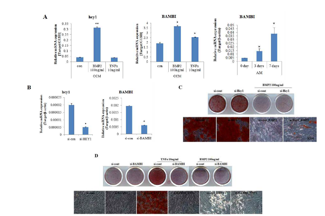 BMP2 TNFα와 에 의해 유도되는 hADSC 분화에 hey1와 BAMBI의 역할 분석