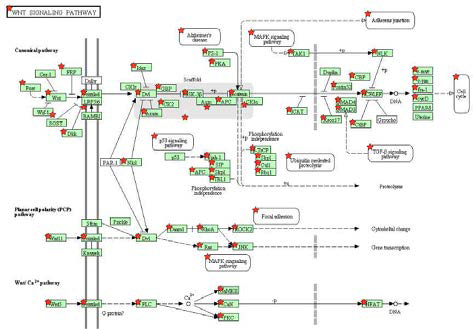 WNT signaling pathway analysis from Chondrocyte vs. BMSC vs. ASC hypomethylation