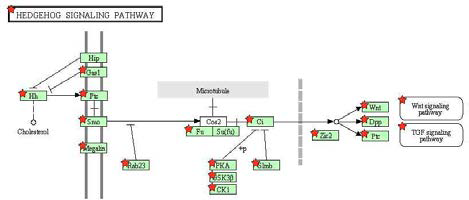 Hedgehog signaling pathway analysis from Chondrocyte vs. BMSC vs. ASC hypomethylation
