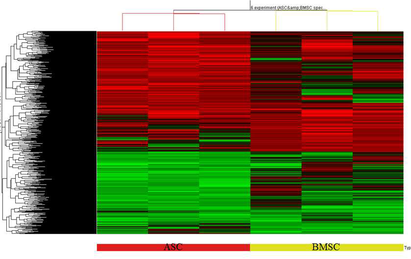 중배엽 줄기세포와 지방줄기세포의 후성유전학적 차이를 나타내는 유전자를 이용한 heatmap