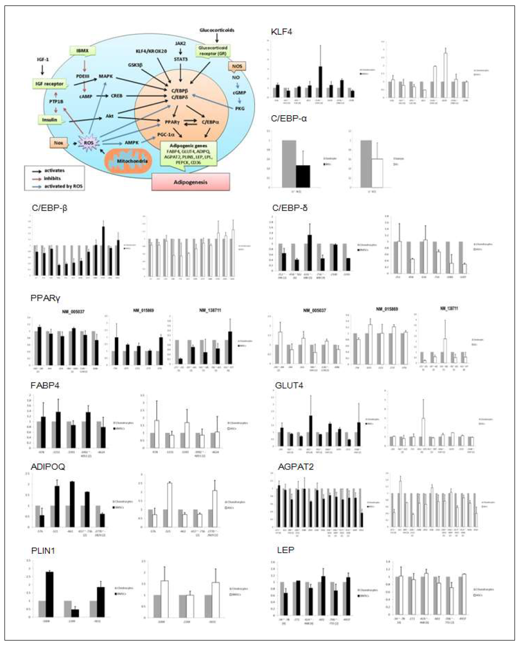 지방분화관련 인자들의 프로모터 methylation 상태변화 분석