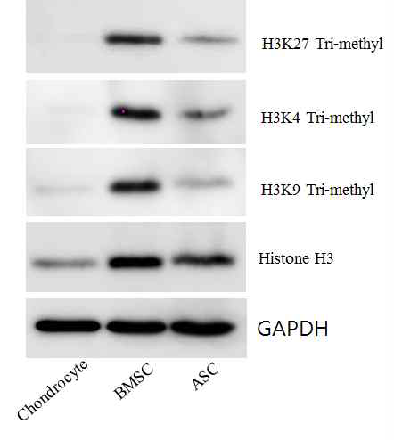 정상연골세포와 줄기세포 에서의 Histone 3의 단백질 발 현 차이 확인