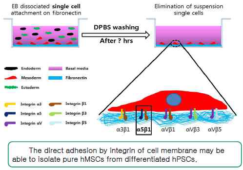 hMSC 분리 추진전략