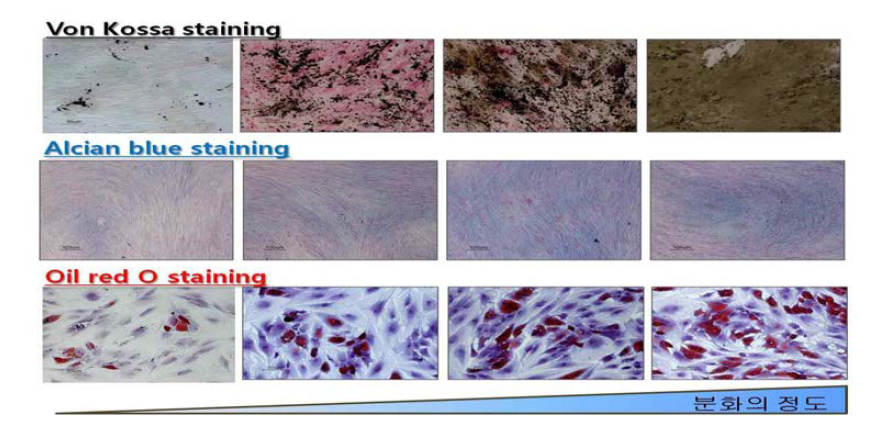 지방줄기세포의 분화능 테스트