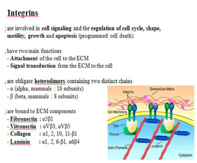 integrin에 대한 소개
