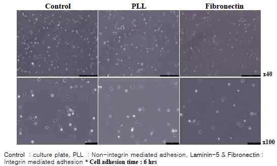 하이드로젤과 hMSC adhesion