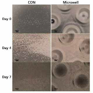 Cells in microwells