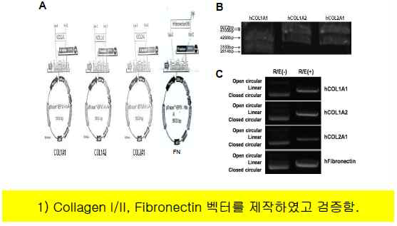 ECM 벡터제작