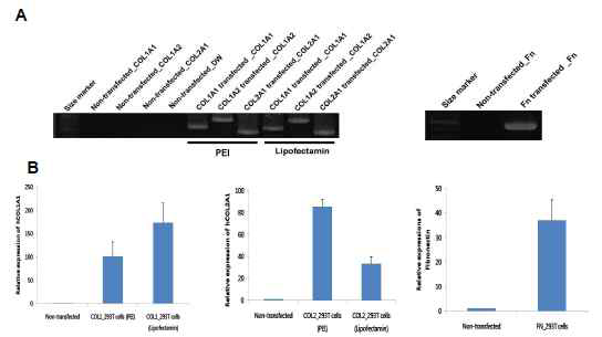 Collagen I/II, Fibronectin engineered 지지세포 검증(1)