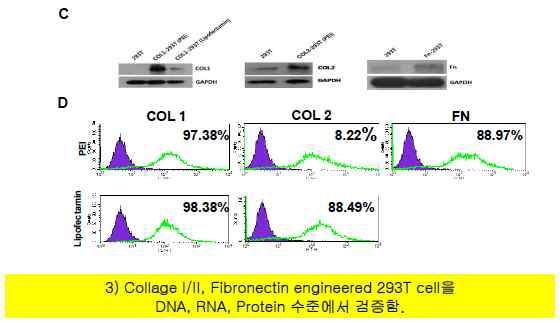 Collagen I/II, Fibronectin engineered 지지세포 검증(2)