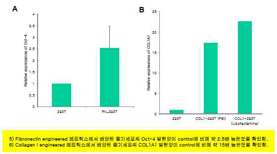 Engineered 메트릭스를 이용한 인간배아줄기세포 미분화유지능, 분화능 평가