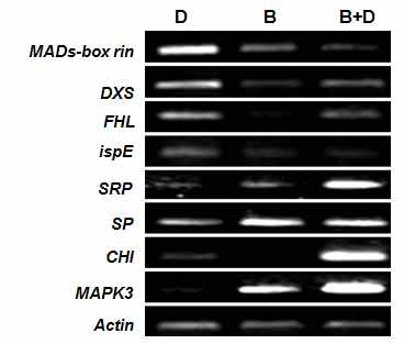 Transcription changes of selected genes for the validation of microarray analysis using semi- quantitative RT-PCR.