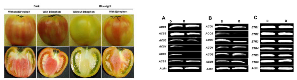 녹숙기 토마토를 에테폰을 처리했을 때의 토마토 변화 반응 (상단) 및 ACS, ACO, ETR 유전자들의 발현 양상 (하단)