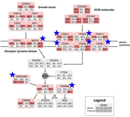 PI3K-AKT signaling pathway에 대한 생분자 네트워크