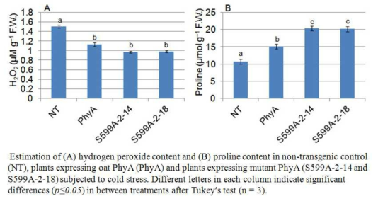 Zoysia japonica control(NT)와 파이토크롬A 형질전환체의 옆 추출 액내 과산화수소(A) 및 proline (B) 의 수준