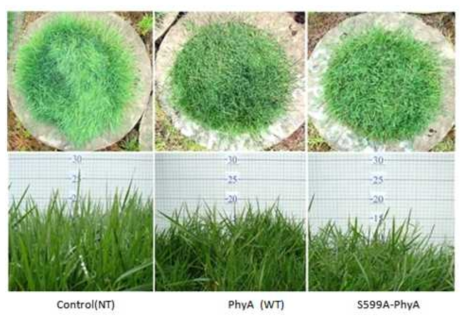 Creeping bentgrass 의 밀집생장에 대한 그늘회피 반응.