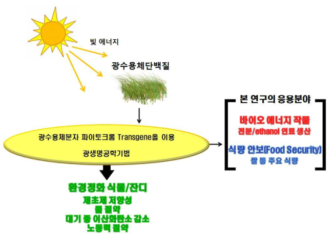 빛에너지는 식물의 광수용체단백질에 의해 흡수되어 광형태변화(photomorphogenesis)를 매개한다.