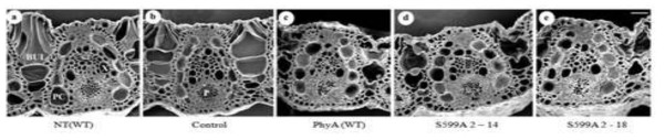 Zoysia japonica 잔디(control 과 S599A-PhyA 잔디 개체들) 잎의 scanning micrograph.