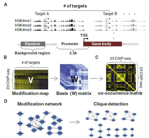 유전체상의 히스톤 변형 데이터를 이산화시켜서 매트릭스 형태로 변환시킨 뒤, 선형대수학의 Non-negative Matrix Factorization 기법과 clique-detection 알고리즘을 활용해 서 히스톤변형 모듈을 발견하는 알고리즘을 개발함