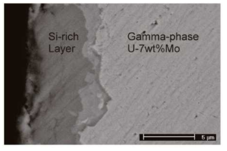 The cross-sectional scanning electron micrograph of a silicide coated U-7Mo.