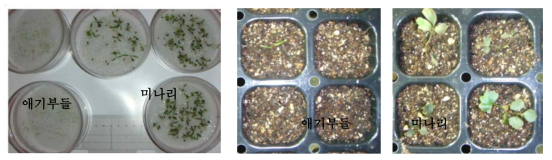 애기부들과 미나리의 실생묘