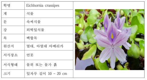 부레옥잠의 특성