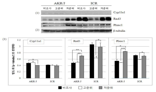 저준위 방사선 조사된 AKR/J와 ICR 마우스 흉선 DNA 회복과 관련된 단백질 분석