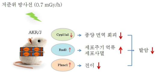 AKR/J 생쥐 흉선에서 저준위 방사선 조사에 의한 분자적 변화 도식화