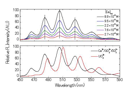 TRLFS로 측정한 Ca2+ 농도변화에 따른 Ca-UO2-CO3 우라늄 복 합체의 형광 피크(위)와 우라닐 이온(UO2 2+)와의 형광 피크(아래)의 비교