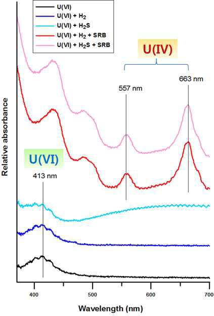 수소와 황화수소 가스에 의한 우라늄 산화수 변 화 UV-흡수 스펙트럼선