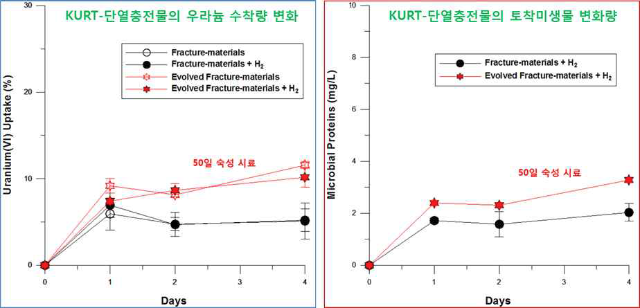 KURT 단열충전물의 우라늄 수착에 대한 KURT 단열충전 물 토착미생물의 영향