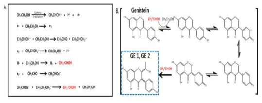 The proposed mechanism of GM from Genistein by ionizing radiation.