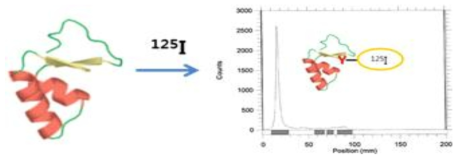 Viscothionin의 I-125 표지 조건 확립