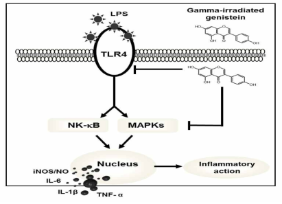 Proposed mechanism of the anti-inflammatory action induced by gamma-irradiated genistein in RAW264.7 macrophage cells