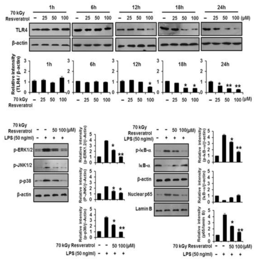 Effect of gamma-irradiated resveratrol on LPS (50 ng/mL)-induced NF-κ B and MAPK signaling through TLR4.