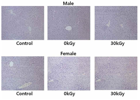 Histopathological examination of the liver of ICR mice administered with chicken X-ray irradiated at 30 kGy for 3 months, ×20